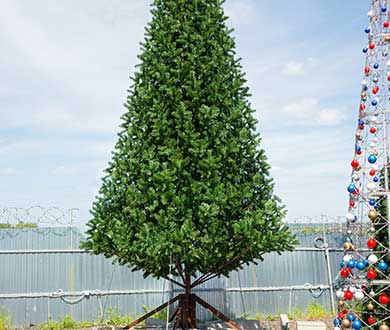 Ствольные ёлки в Красноярске